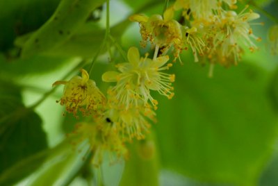 Tilia platyphyllos - lípa velkolistá - květ